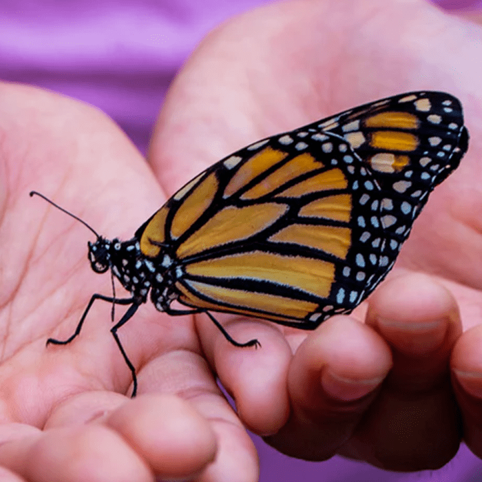 Butterfly Wonderland