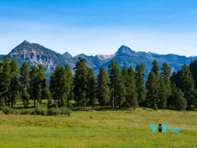 Arizona Travel Guide Flagstaff Ponderosa Pine Forest