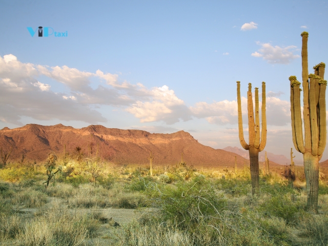Spring Activities in the Sonoran Desert