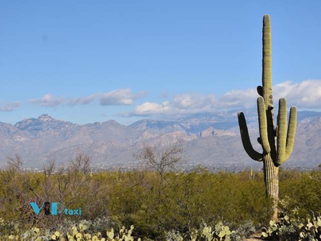 saguaro-national-park-best-hikes-in-arizona Saguaro National Park as One of the Best Hikes in Arizona